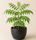 Curry Patta (Kadi Patta) Plant with out Pot