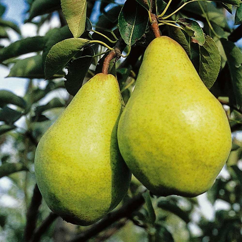 Long Nashpati (Pear) Grafted