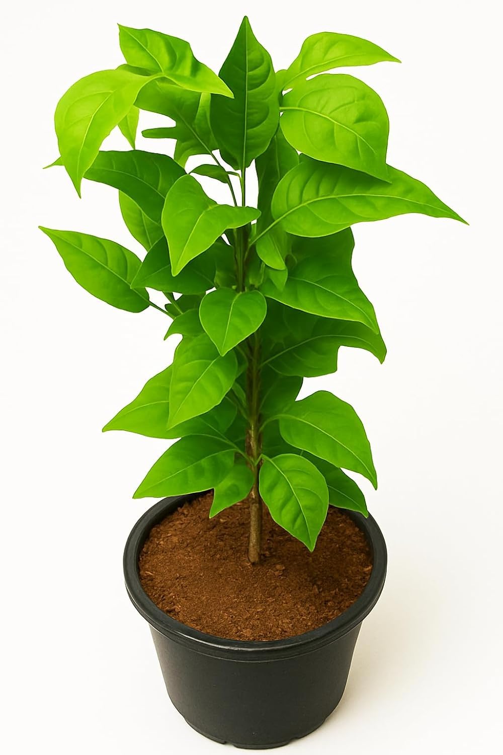 Bel Tree (Aegle Marmelos) Live Plant | Bilva Patra
