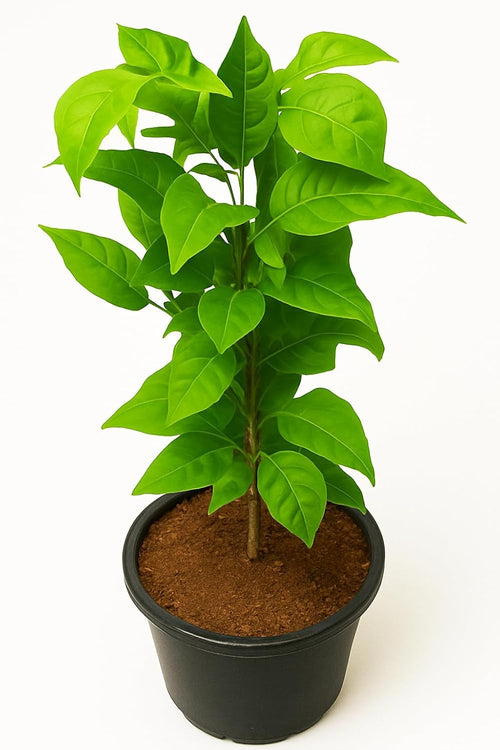 Bel Tree (Aegle Marmelos) Live Plant | Bilva Patra