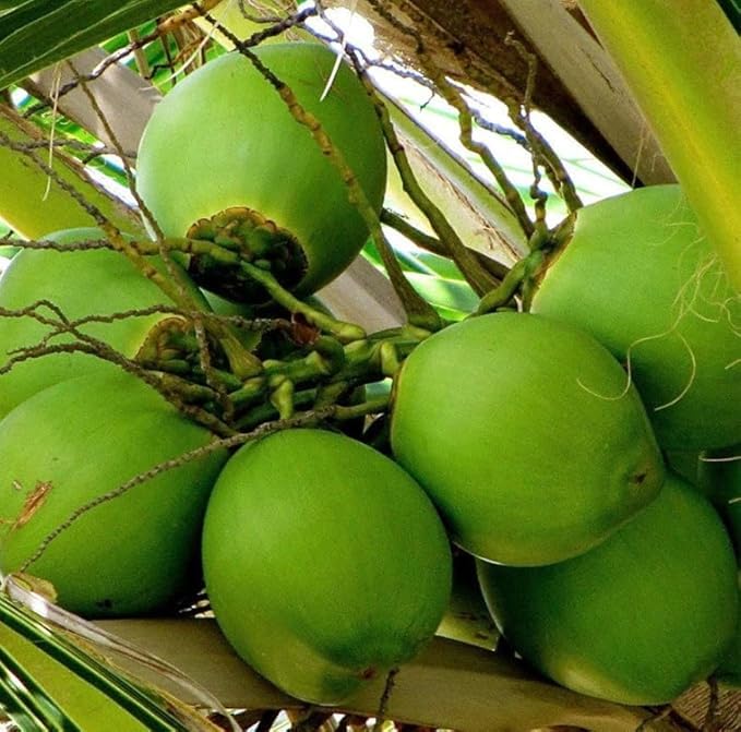 Dwarf Green Yellow Hybrid Coconut Plant