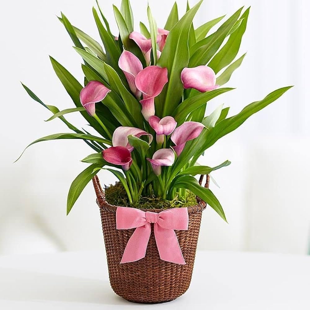 Pink Peace Lily Indoor Live Plant