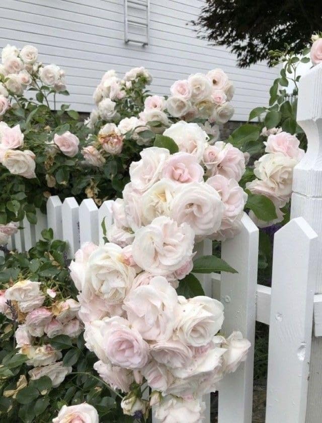 Climbing Rose Pink with Cream Live Plant