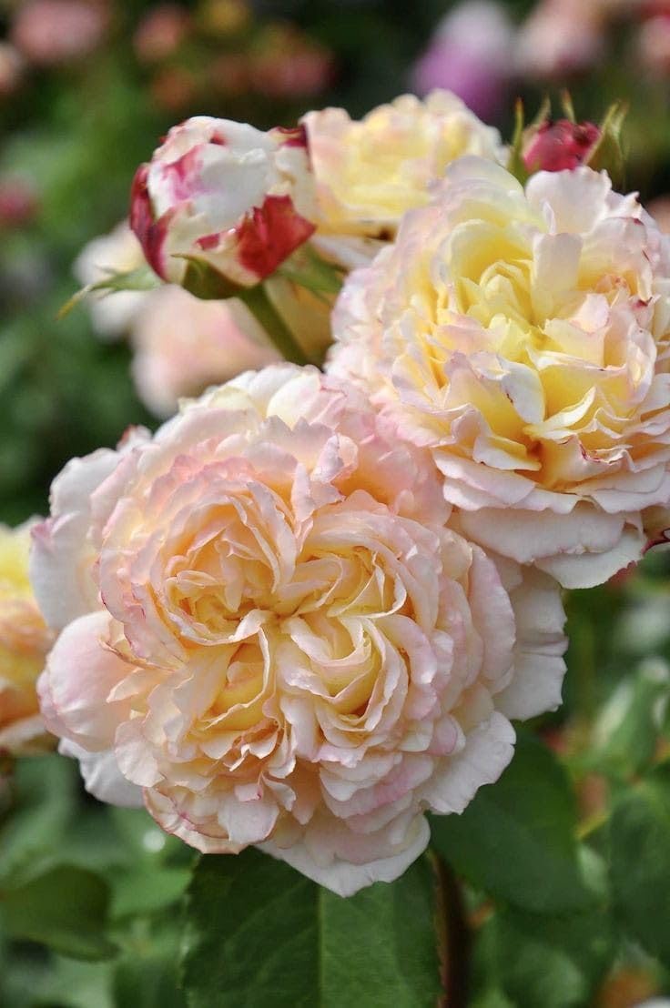 Climbing Rose Pink with Cream Live Plant