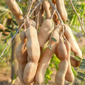 PlantExotic Sweet Tamarind (Imli) Grafted Plant