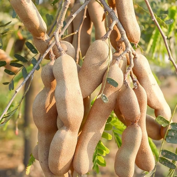 PlantExotic Sweet Tamarind (Imli) Grafted Plant