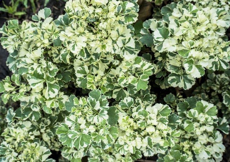 PlantExotic Variegated Aralia Miniature Indoor Live Plant