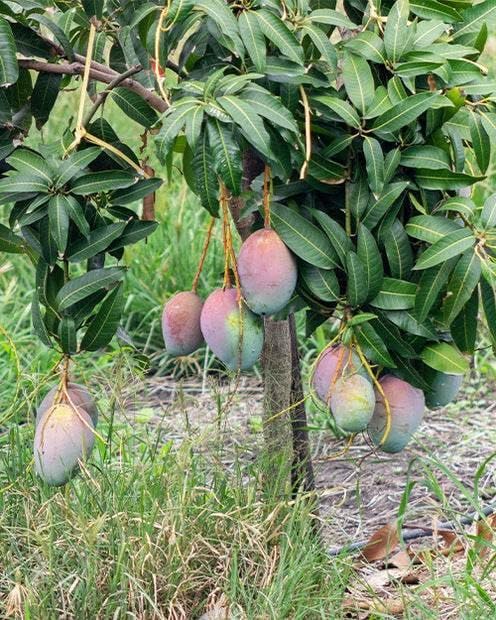 Ratnagiri Alphonso Mango (Hapus) Grafted