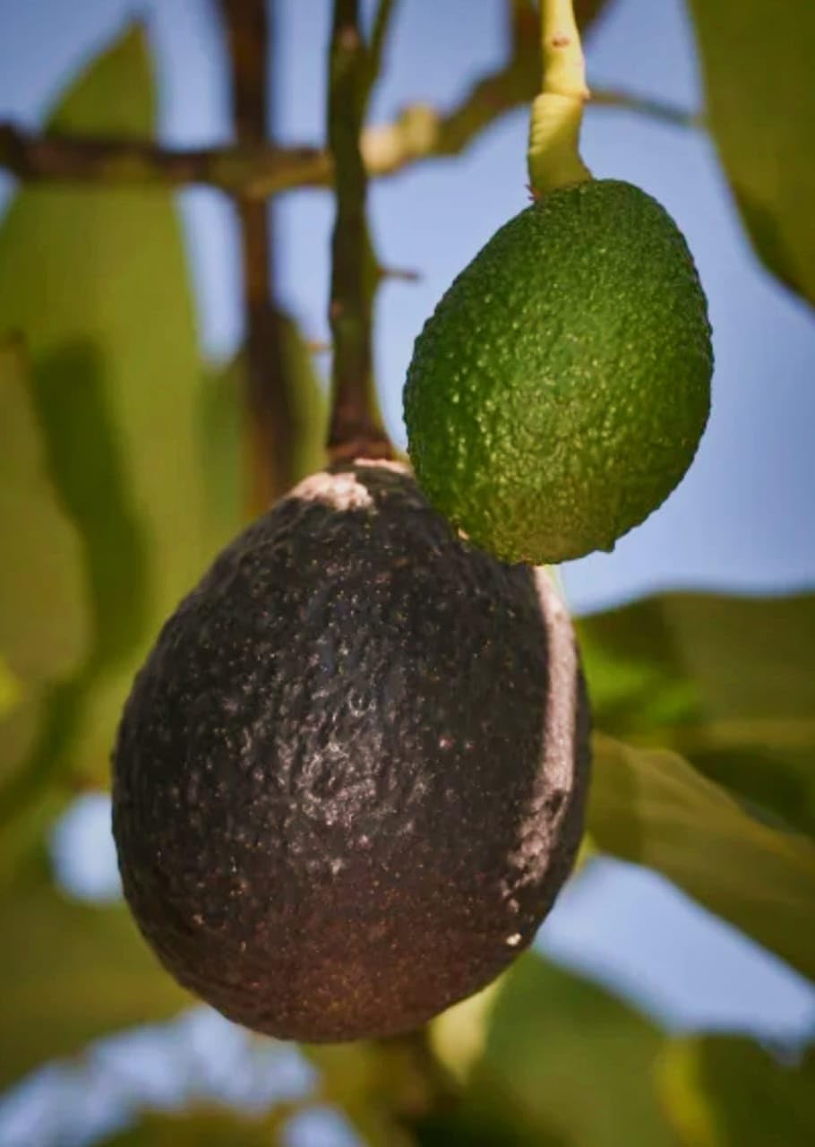 Black Hass Avocado Grafted Plant
