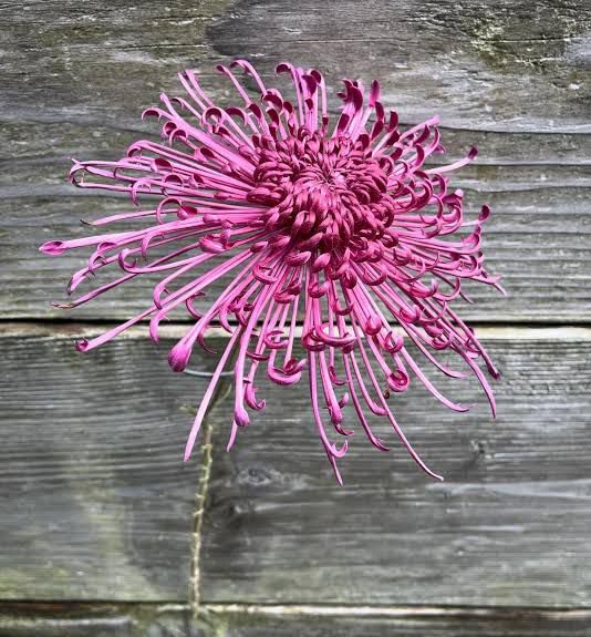 Snowball Chrysanthemum Pink (Hybrid)