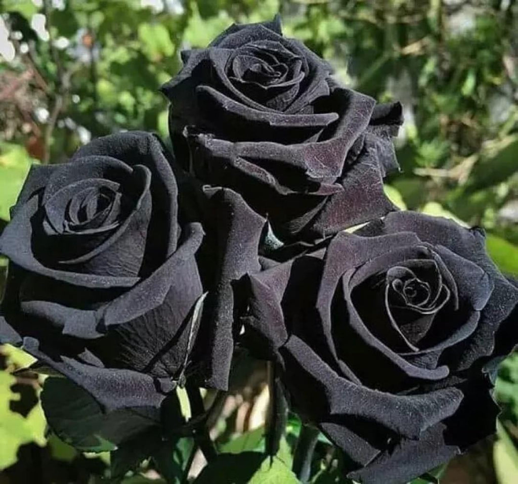 Climbing Rose Black Purple Live Plant