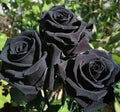 Climbing Rose Black Purple Live Plant