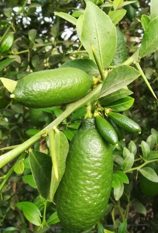 Gandharaj Lemon Air Layered Plant