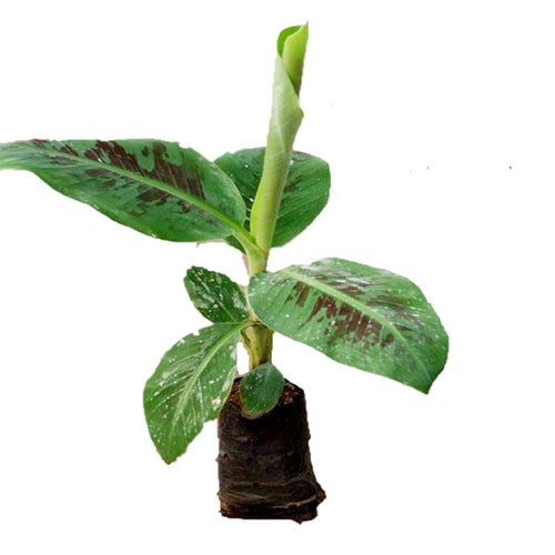 G9 Grand Naine Banana Plant