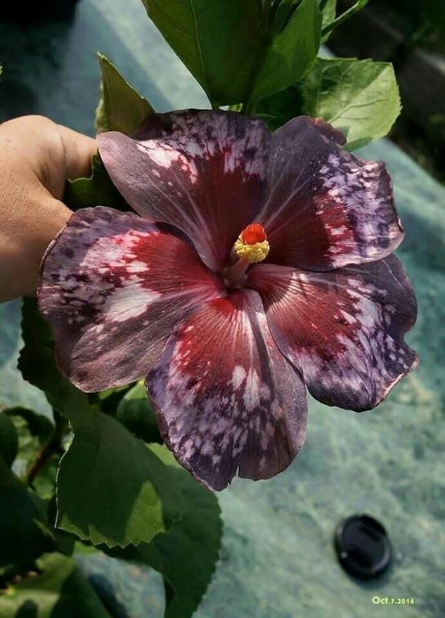 Australian Black Hibiscus Live Flower Plant | Rare Multi-Color Rose Mallow Hybrid