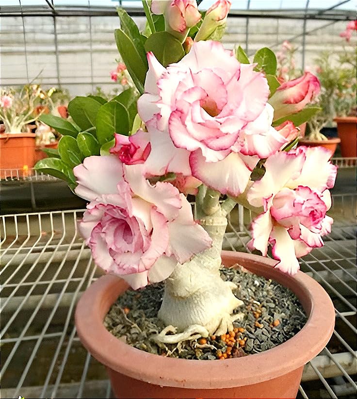 Desert Adenium Pink Bonsai Plant