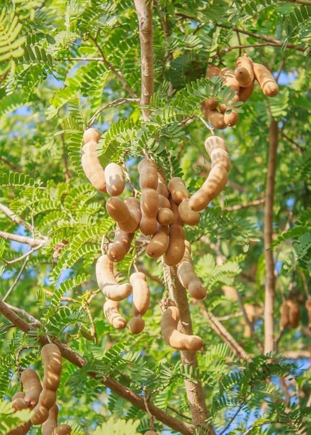 PlantExotic Sweet Tamarind (Imli) Grafted Plant