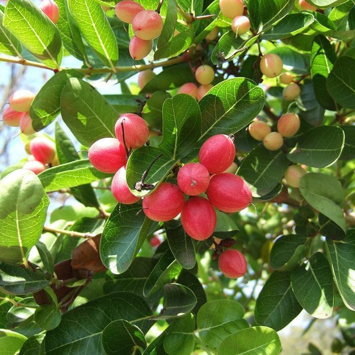 Thai Sweet Karonda Seedless Live Plant | Early Fruiting Carissa Carandas | Rare Exotic Fruit Plant for Home Garden