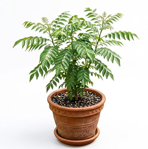 Curry Patta (Kadi Patta) Plant with out Pot