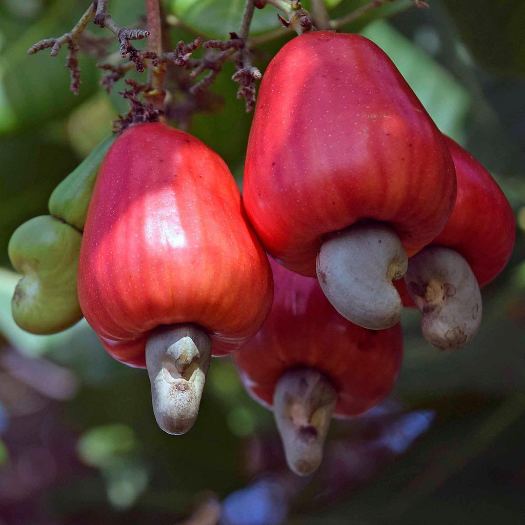 Crafty Kaju (Cashew) Grafted Plant