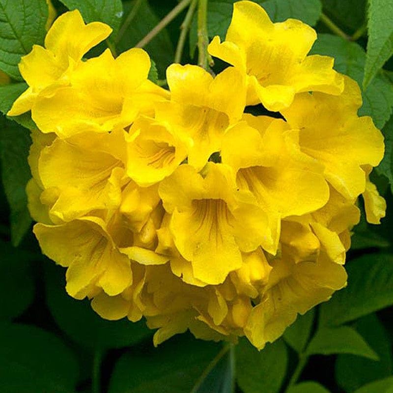 PlantExotic Tecoma Dwarf Yellow Flower Live Plant