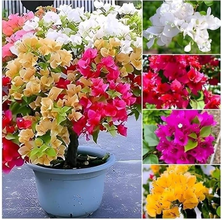 Dwarf Hybrid Multicolour Bougainvillea Live  Plant (3-6 Colour Grafted)
