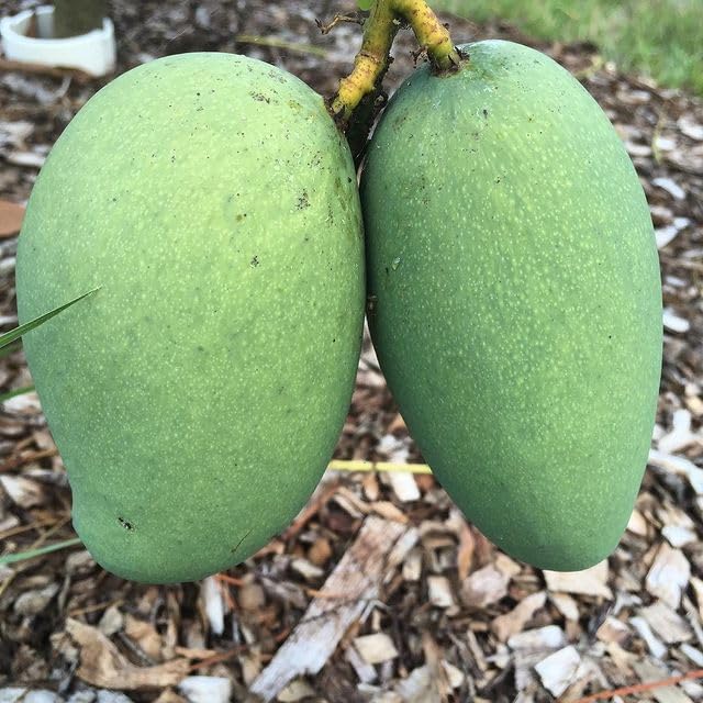 Mallika Mango Hybrid Live Plant | Banarasi (GRAFTED) Type
