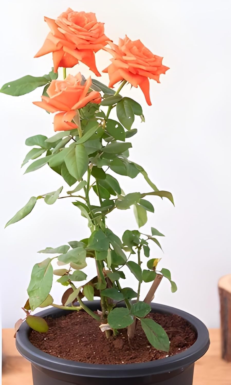 Peach Climbing Rose Plant (Chadiya Gulab)