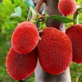 Red Jackfruit Thailand Grafted