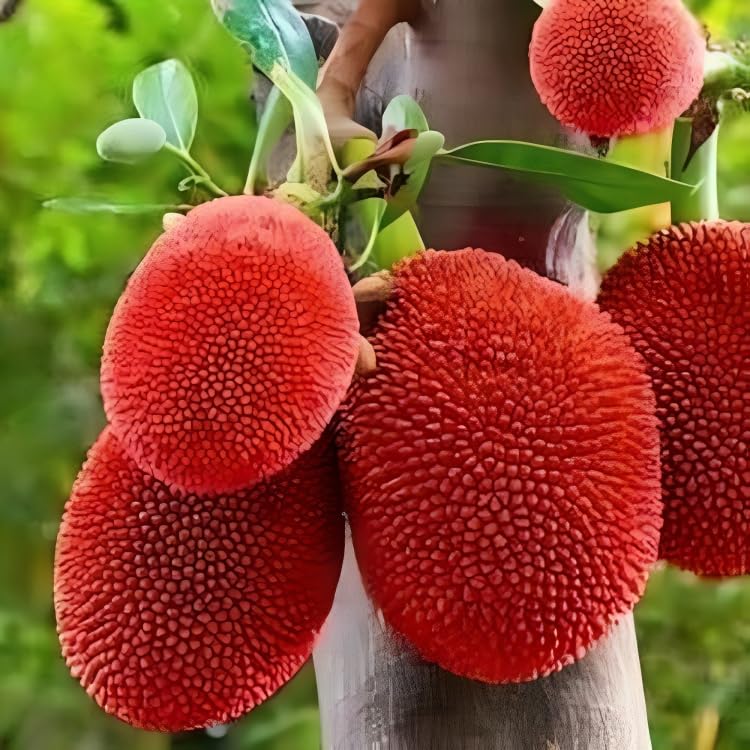 Red Jackfruit Thailand Grafted