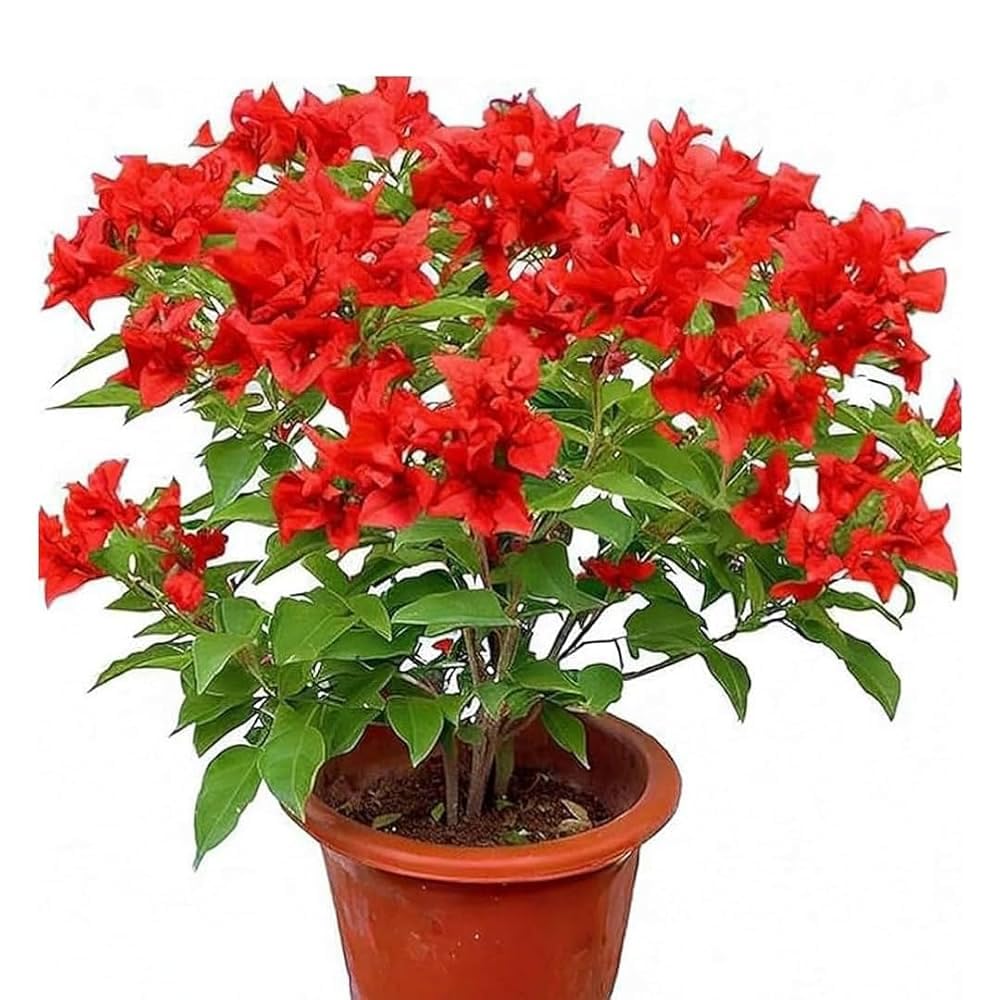 PlantExotic Red Bougainvillea Flowering Live Plant | Colorful Hardy Ornamental Shrub | Balcony, Fence & Outdoor Garden Plant