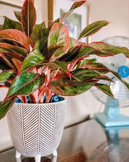 Aglaonema Brown Live Indoor Plant | Decorative Air Purifying Foliage