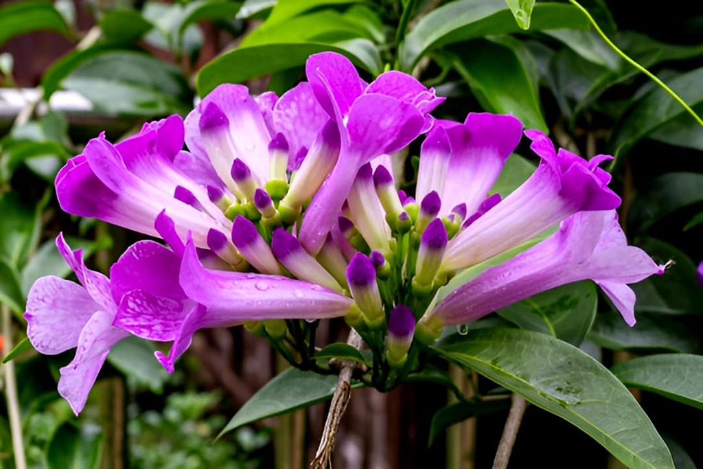 Garlic Vine (Mansoa alliacea)| Lasun vel/bel | Ajo sacha | Amethyst vine | Wild garlic | Forest garlic | Pack of 1