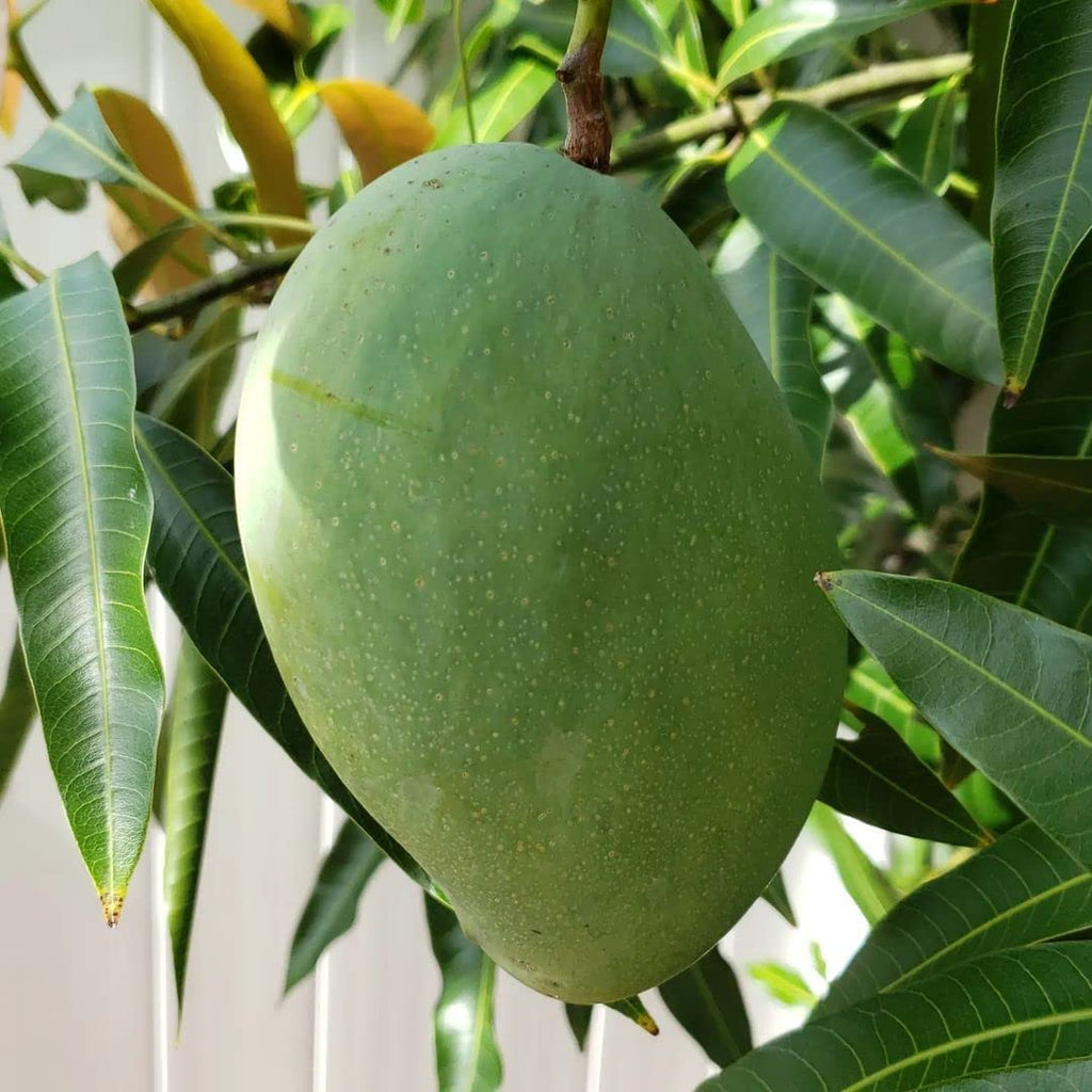 Mallika Mango Hybrid Live Plant | Banarasi (GRAFTED) Type
