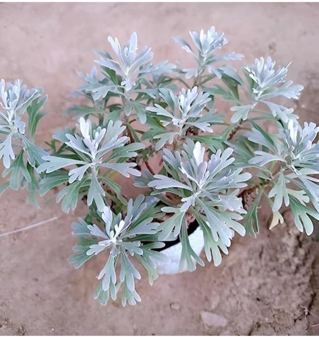 Live Purple Lavender Plant | Fragrant All-Season Flowering Indoor Outdoor Plant