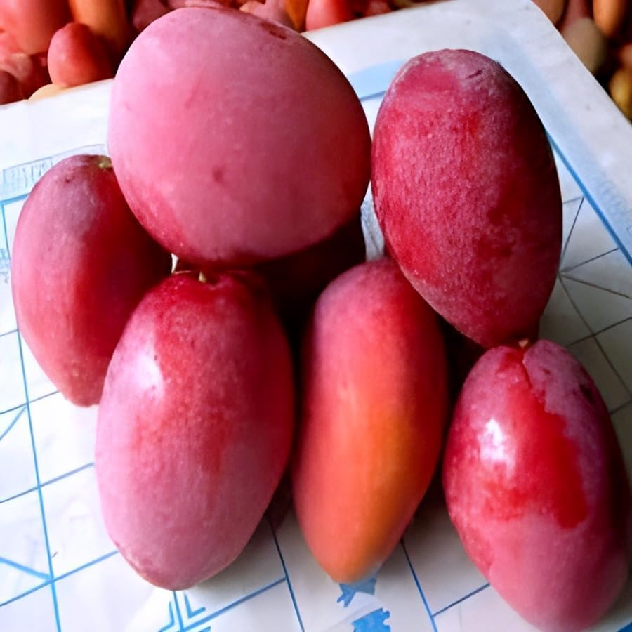 Japanese Miyazaki Mango Grafted