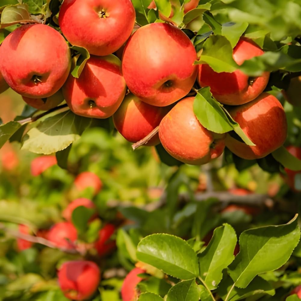 Shimla,HRMN-99 Apple Grafted Live Plant
