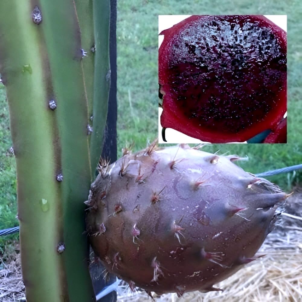 Black Dragon Fruit Plant