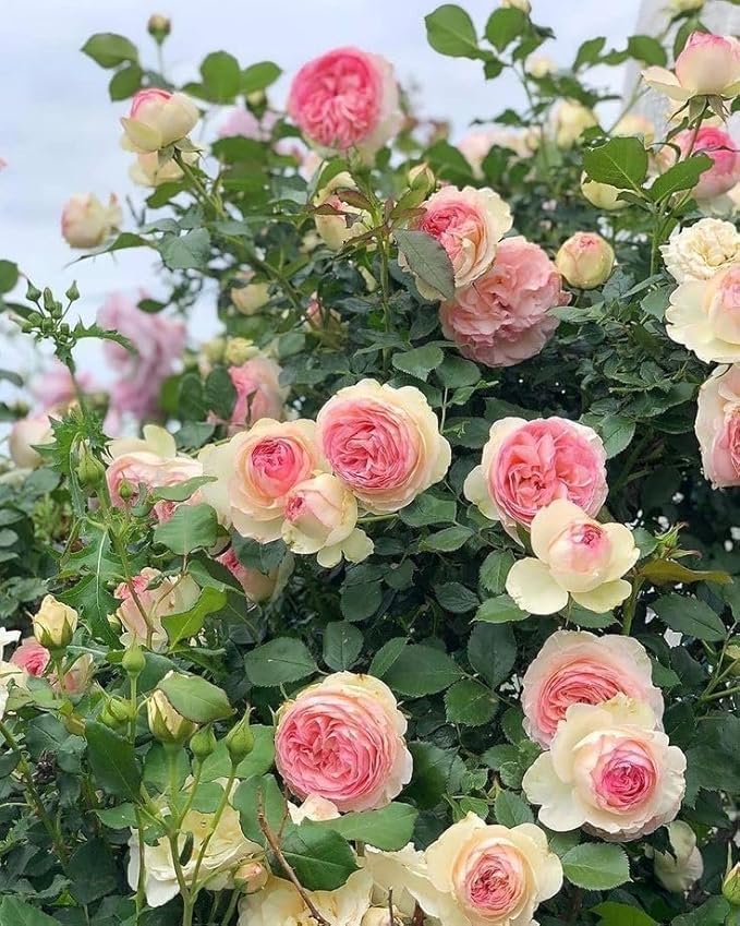 Climbing Rose Pinkish White