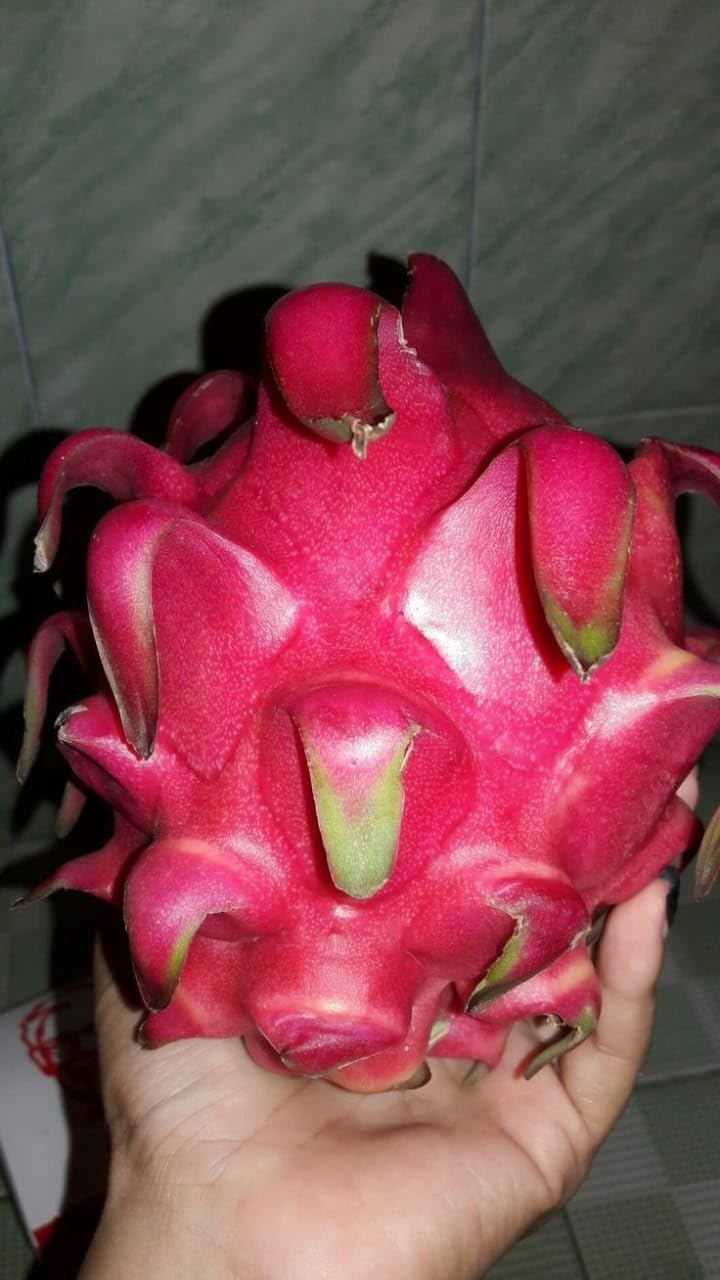 Red Flesh Dragon Fruit (Pack of 2)