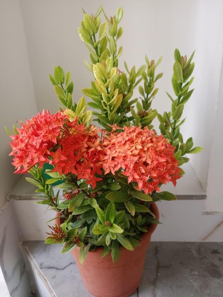 Ixora Red Chethi Plant