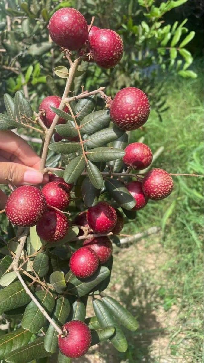 PlantExotic Sweet & Rare Thai Red Ruby Longan Grafted Live Plant