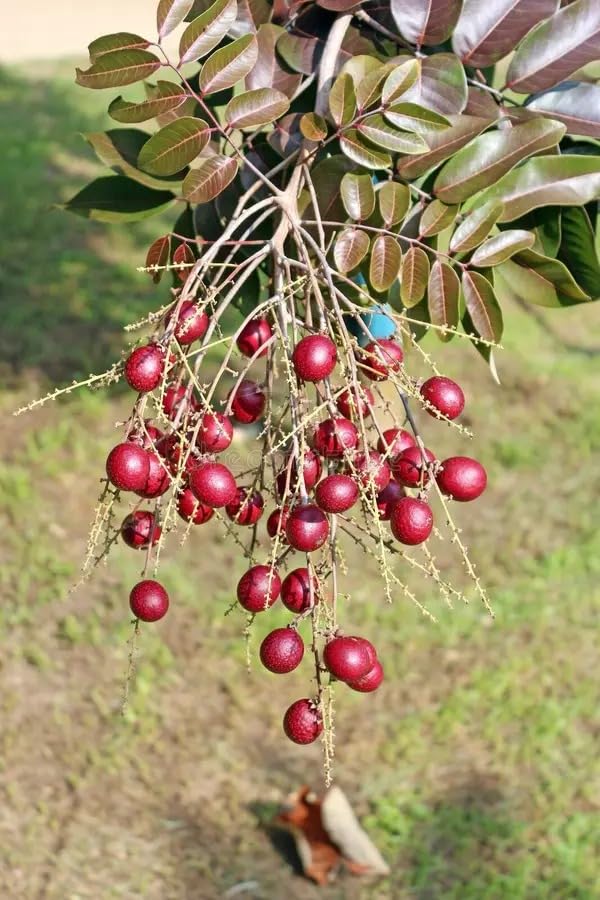 PlantExotic Sweet & Rare Thai Red Ruby Longan Grafted Live Plant