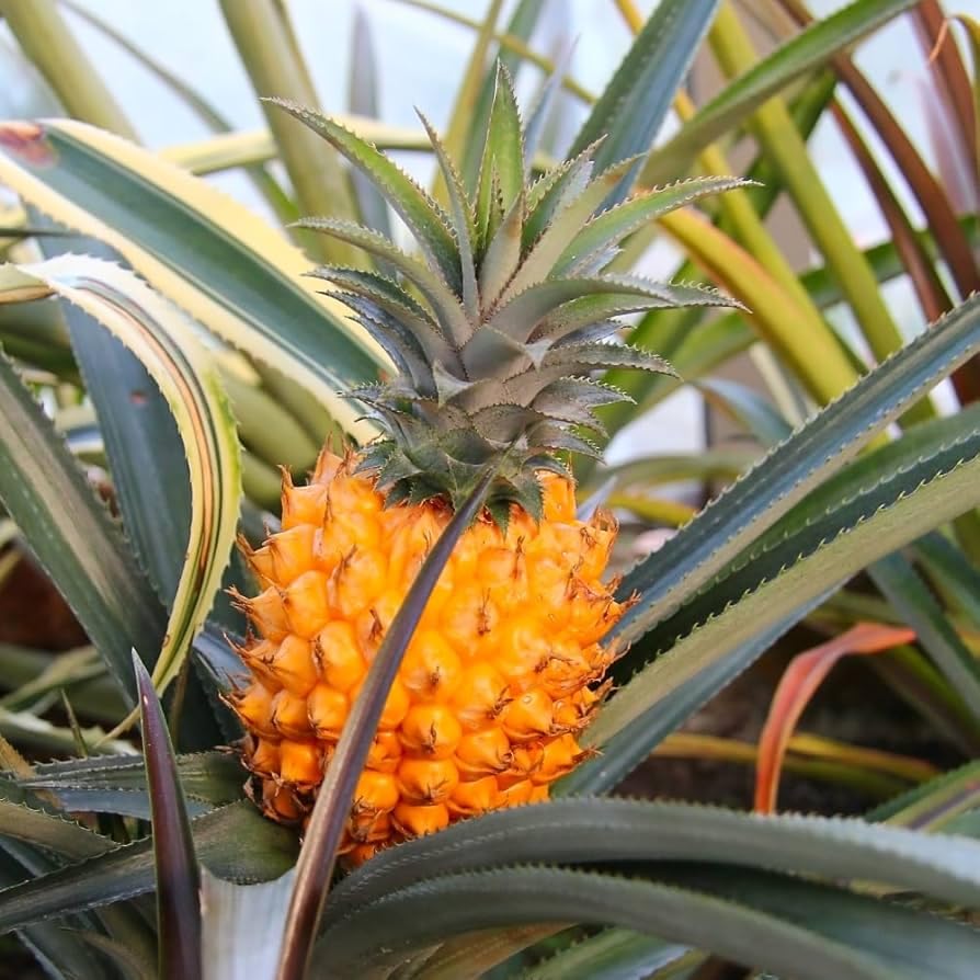Yellow Pineapple  Live Plant