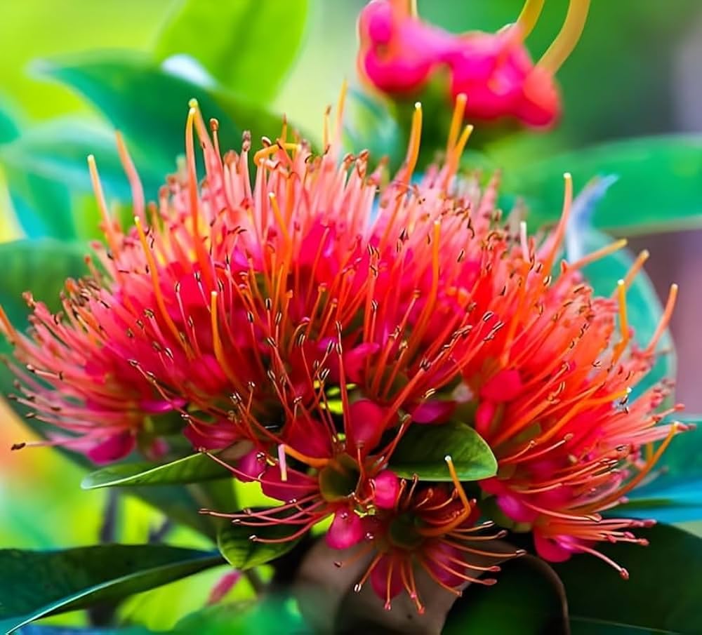 Red First Love Fragrant Flower Plant