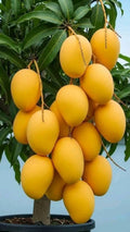 Hybrid All Time Mango Plant (All Weather)