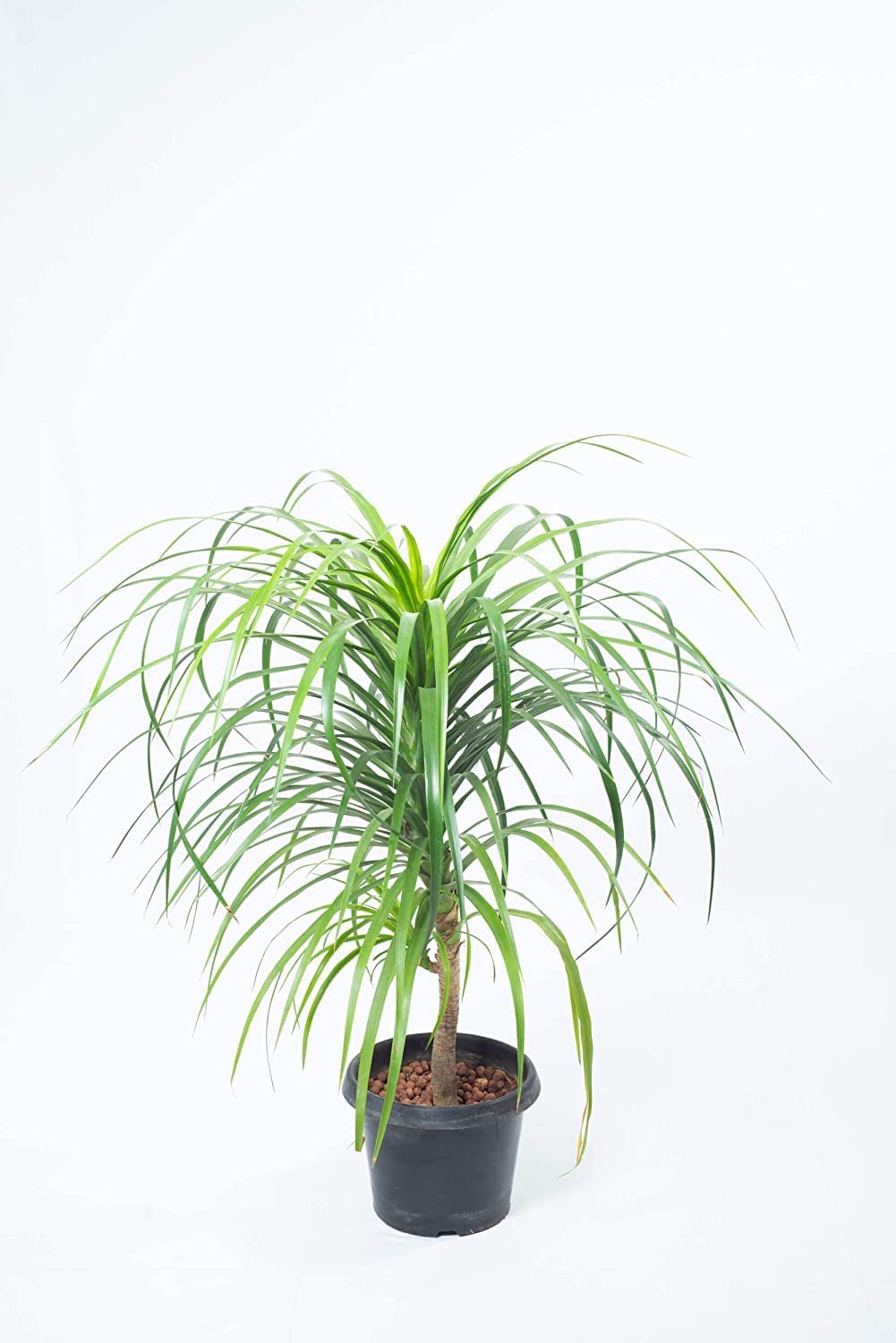Dracaena Draco Indoor Plant