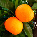 PlantExotic Sweet & Healthy Seedless Thai Malta/Mosambi Sweet Lemon (Hybrid & GRAFTED) Live Plant