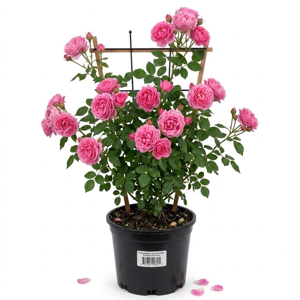 Climbing Rose (Dark Pink)