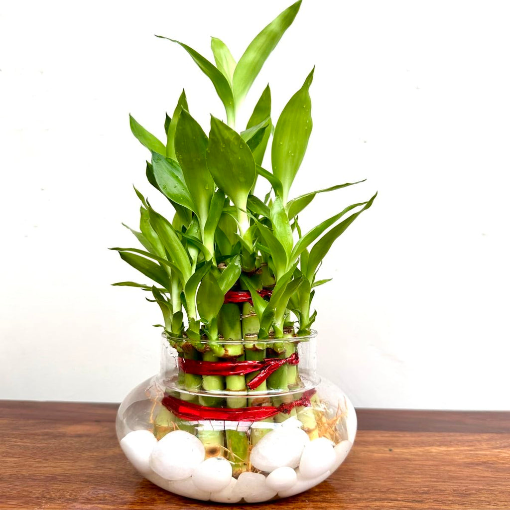 Lucky Bamboo 2 Layer Indoor Plant with Decorative Stones | Feng Shui Table Top Plant